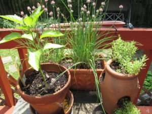 Herb pots get plenty of sun on the back deck.