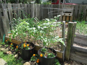 I save space by growing in pots as well. Here are a few of my 10 tomato plants