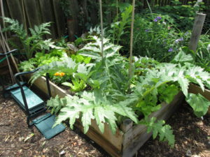 I'm trying artichokes for the first time. Lettuce gets plenty of shade from these plants thus extending the season.
