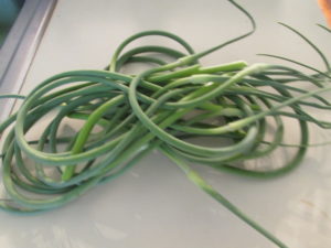 Just a few of the Garlic Scapes harvested this week.